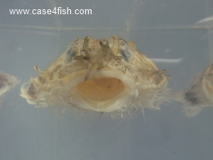 Foto Galerie/Perciformes/Cottoidei/Agonus cataphractus/Agonus cataphractus_05_S.jpg